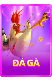 Đá gà 566