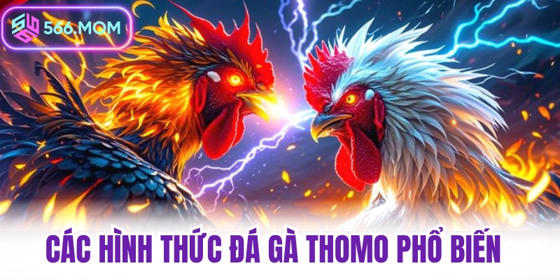 Các hình thức đá gà thomo phổ biến