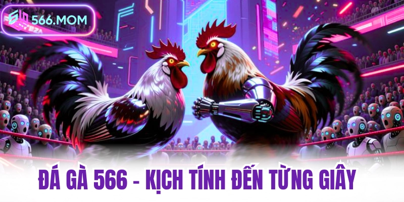 Đá gà Thomo – Trực tiếp đá gà campuchia