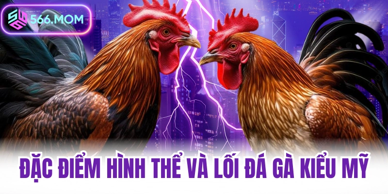 Đặc điểm hình thể và lối đá của gà chọi Mỹ